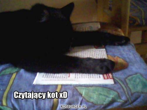 Czytający kot xD – Czytający kot xD 