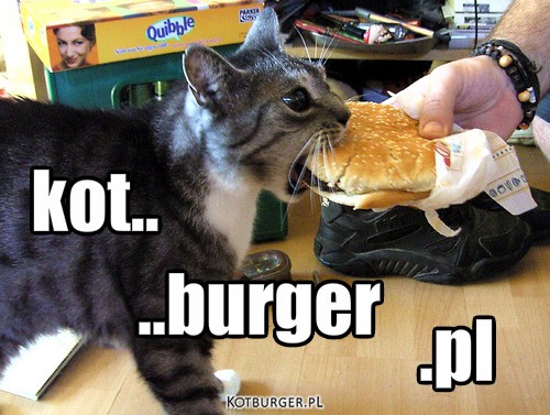 Kotburger.pl – .pl kot.. ..burger 