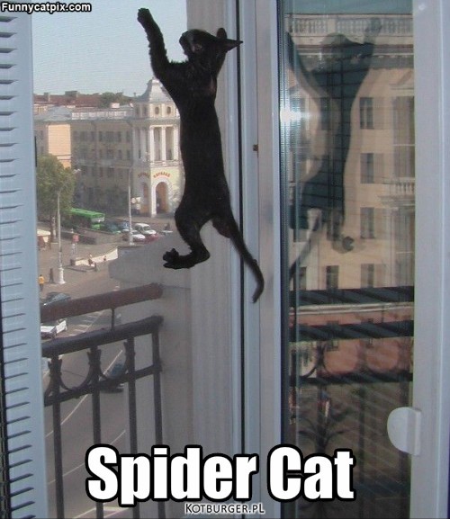 Spider cat – Spider Cat 