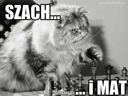 Koci mistrz szachów – ... i MAT SZACH... 