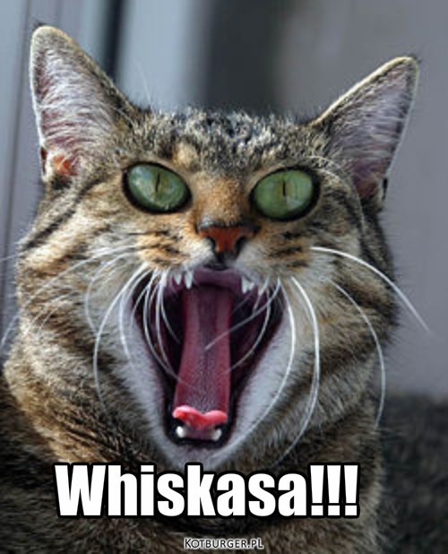 Whiskasa – Whiskasa!!! 