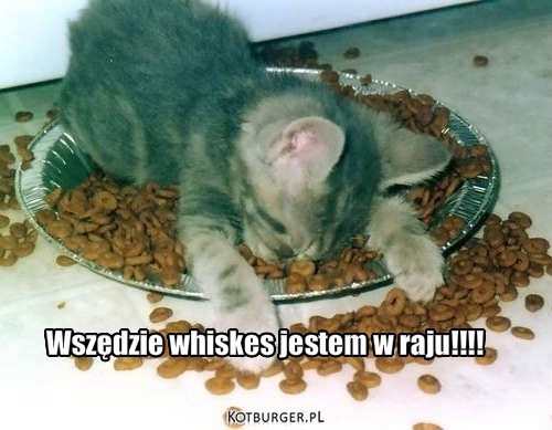 Kot i Whiskas – Wszędzie whiskes jestem w raju!!!! 