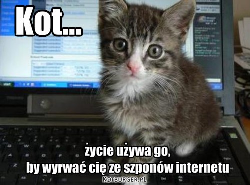 Kot – Kot... życie używa go, 
by wyrwać cię ze szponów internetu 
