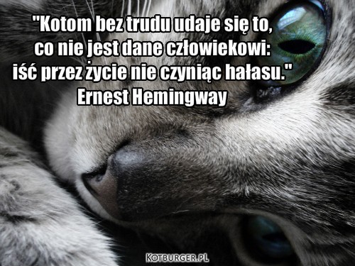 Problem z kotami – "Kotom bez trudu udaje się to, 
co nie jest dane człowiekowi: 
iść przez życie nie czyniąc hałasu."
Ernest Hemingway 