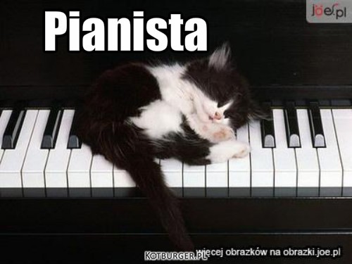 śliczny kotek – Pianista 