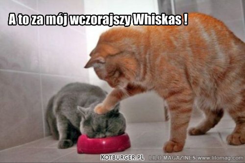 A to za mój wczorajszy Whiskas ! – A to za mój wczorajszy Whiskas ! 