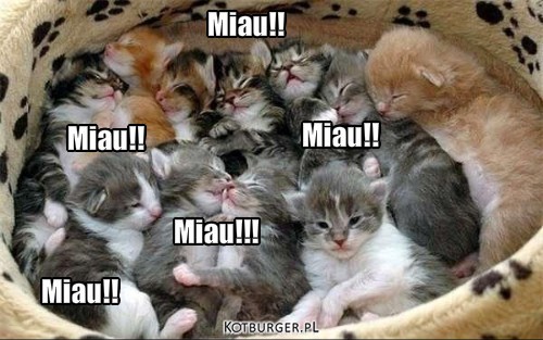 Malo kotow – Miau!! Miau!!! Miau!! Miau!! Miau!! 