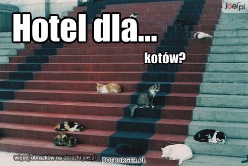 Hotel dla kotów? – Hotel dla... kotów? 