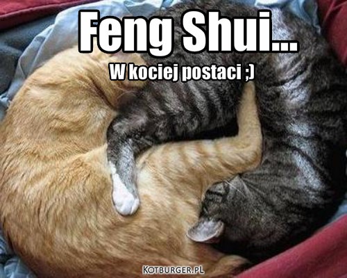 Feng Shui – Feng Shui... W kociej postaci ;) 