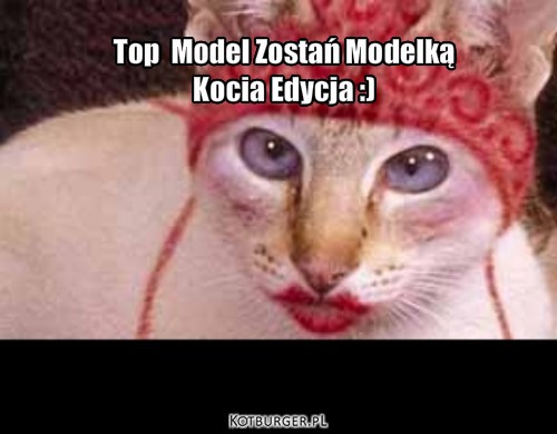 Top Model – Top  Model Zostań Modelką 
Kocia Edycja :) 