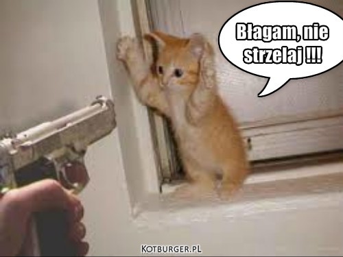 Kot na celowniku – Błagam, nie 
strzelaj !!! 