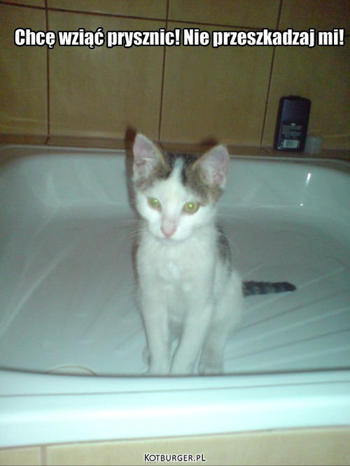 Kotek w brodziku – Chcę wziąć prysznic! Nie przeszkadzaj mi! 