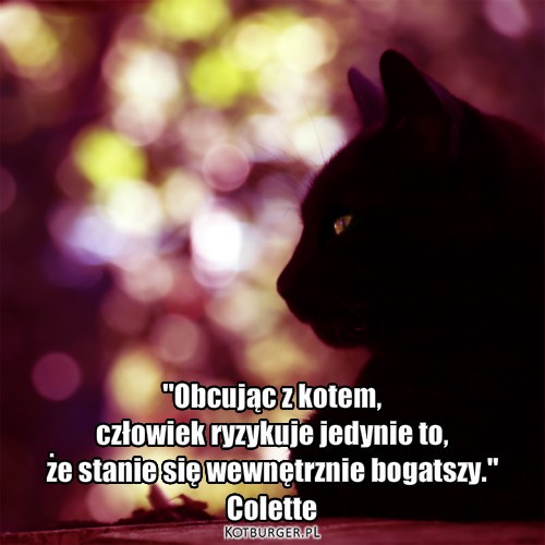 Miłość – "Obcując z kotem, 
człowiek ryzykuje jedynie to, 
że stanie się wewnętrznie bogatszy."
Colette 