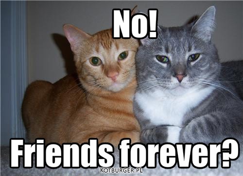 Koty – Friends forever? No! No! 