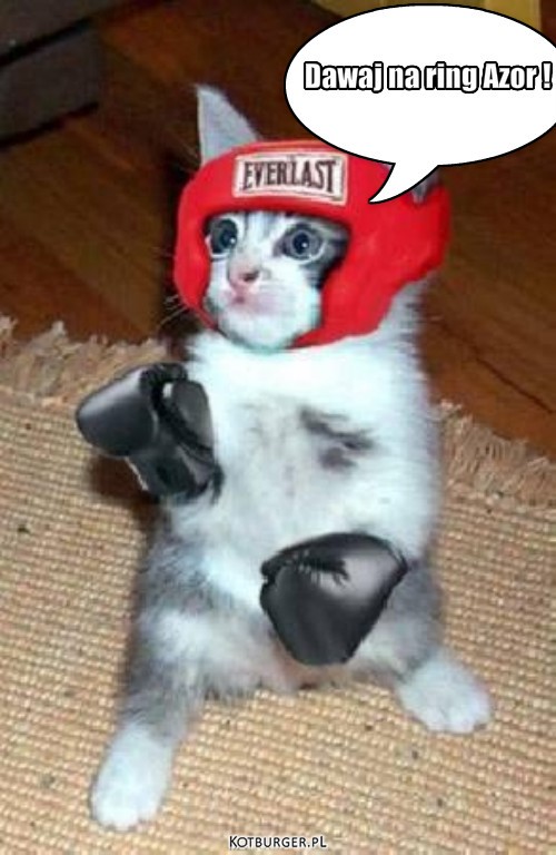 Cat BOKS .  – Dawaj na ring Azor ! 
