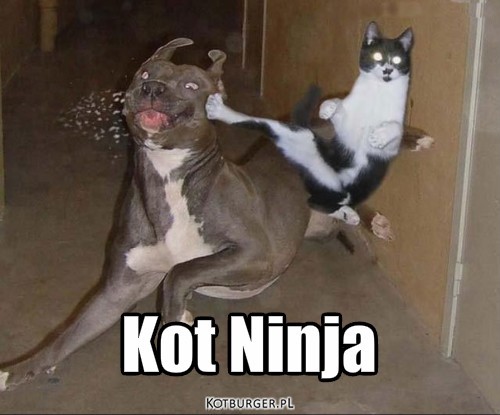 Jestem Ninja – Kot Ninja 