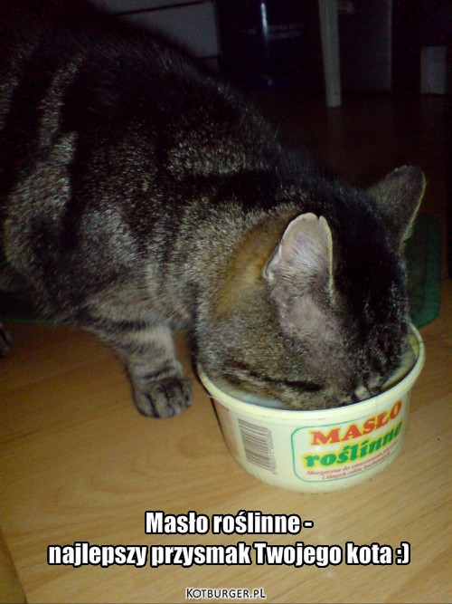 Koci przysmak – Masło roślinne - 
najlepszy przysmak Twojego kota :) 