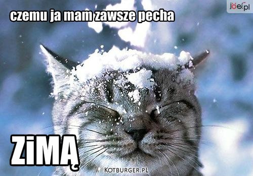 Kotek w śniegu – czemu ja mam zawsze pecha ZiMĄ 