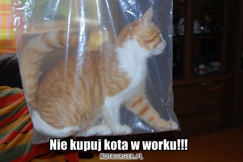 ! – Nie kupuj kota w worku!!! 