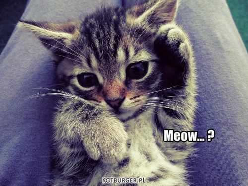 Meow :3 – Meow... ? 