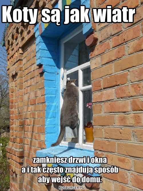 Koty – Koty są jak wiatr zamkniesz drzwi i okna 
a i tak często znajdują sposób 
aby wejść do domu. 