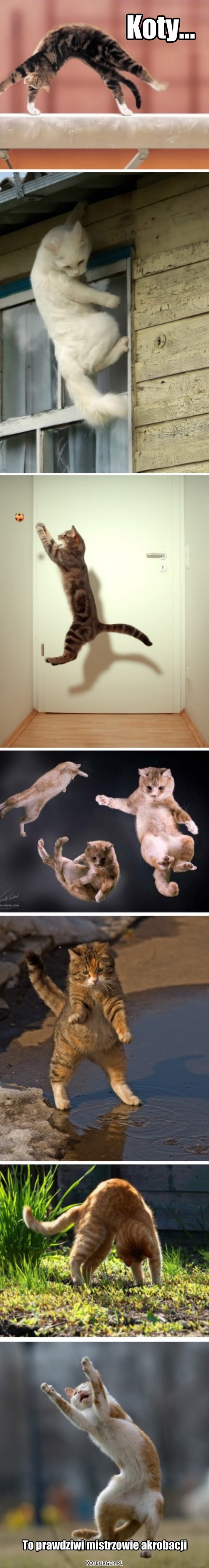 Fakt – Koty... To prawdziwi mistrzowie akrobacji 