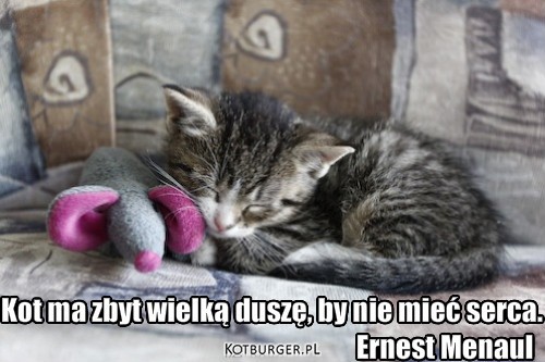 Kocik. – Kot ma zbyt wielką duszę, by nie mieć serca.
                                                                Ernest Menaul 
