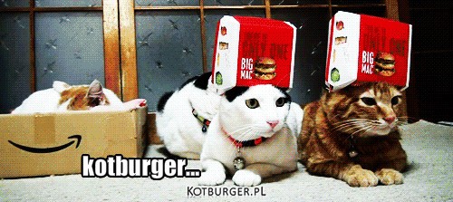 Po prostu.... – kotburger... 