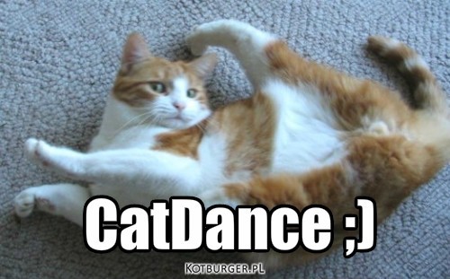 Kot – CatDance ;) 
