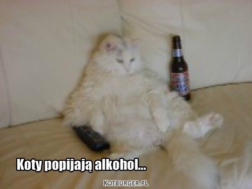 Leniuch – Koty popijają alkohol... 