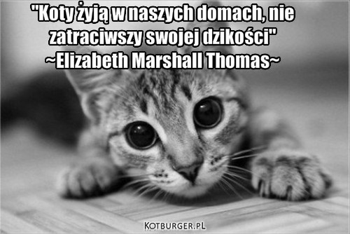 ... – "Koty żyją w naszych domach, nie 
zatraciwszy swojej dzikości"
~Elizabeth Marshall Thomas~ 