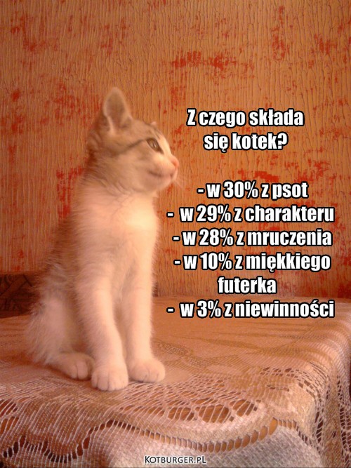  ... – Z czego składa 
się kotek?

    - w 30% z psot
   -  w 29% z charakteru
    - w 28% z mruczenia
    - w 10% z miękkiego
 futerka
   -  w 3% z niewinności 