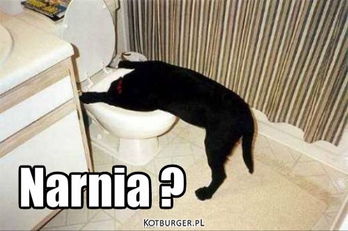 Hallo ! – Narnia ? 