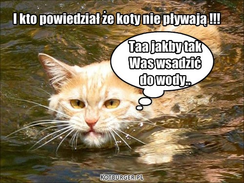 Wodny kot – I kto powiedział że koty nie pływają !!! Taa jakby tak 
Was wsadzić 
do wody.. 