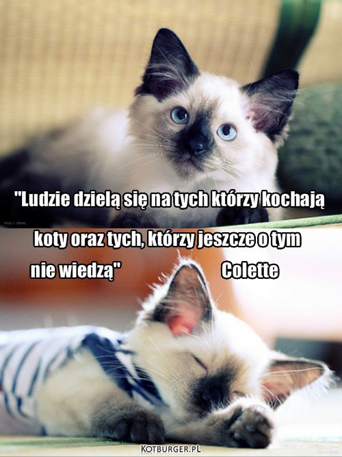 Koty  – "Ludzie dzielą się na tych którzy kochają koty oraz tych, którzy jeszcze o tym nie wiedzą." 

Colette "Ludzie dzielą się na t "Ludzie dzielą się na tych którzy kochają koty oraz tych, którzy jeszcze o tym nie wiedzą"                              Colette 
