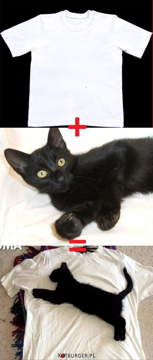 Biała koszulka + czarny kot = puma –  