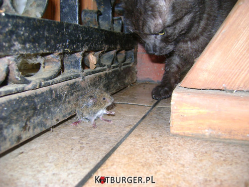 Kot kontra mysz. –  