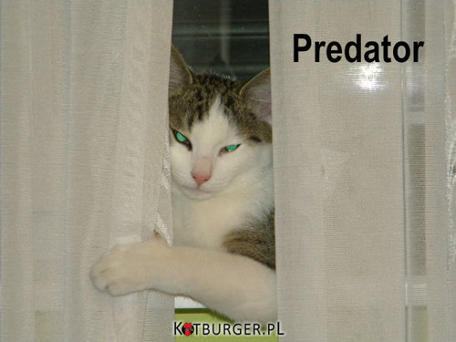 Predator –  