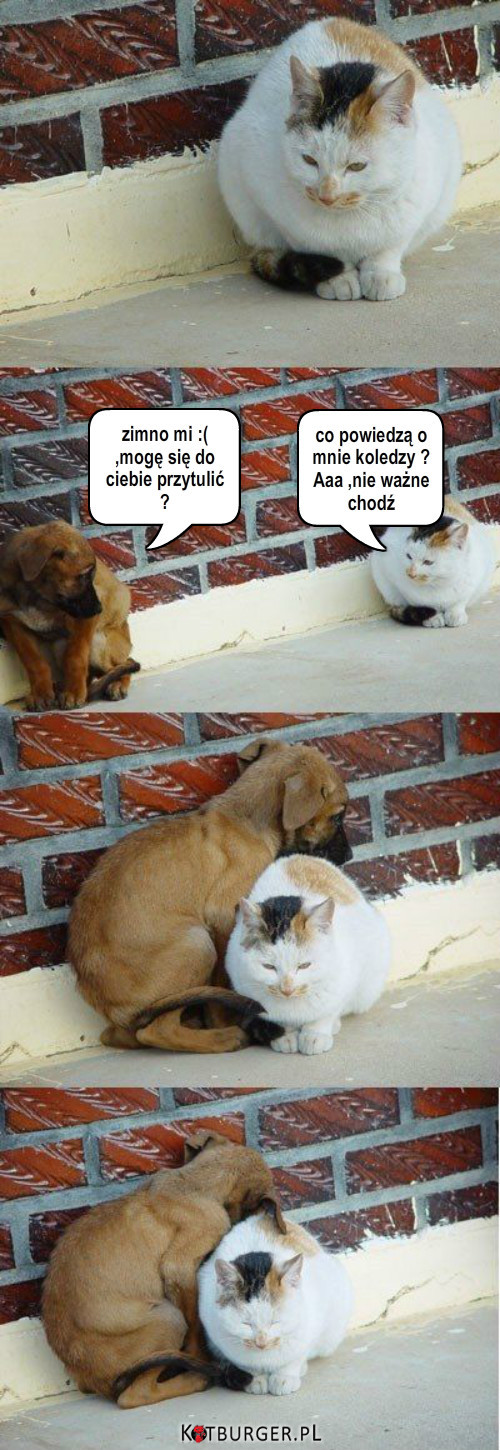 Kot i pies :) –  