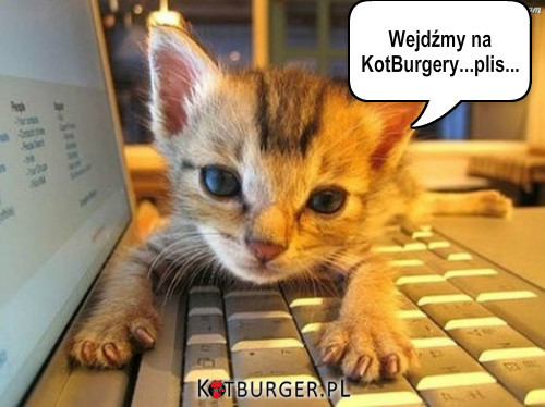 Wejdźmy na KotBurger.pl... –  