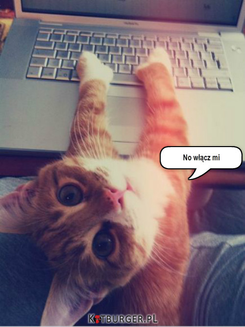 Kot rządny internetu –  