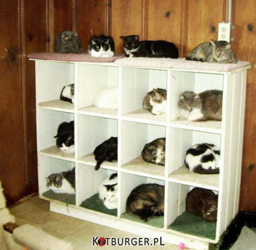 Zorganizowane koty –  