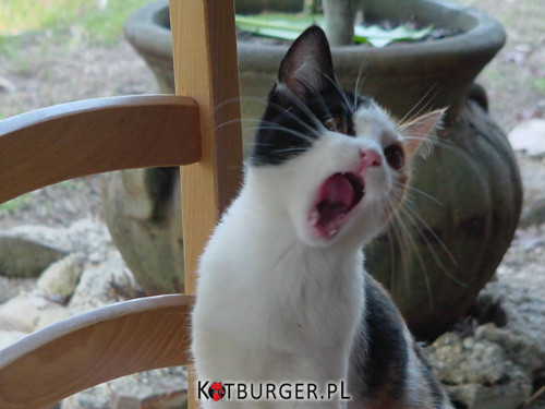 Śpiewający kot –  