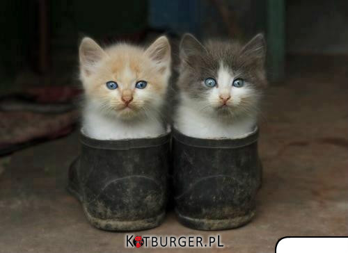 Koty w butach –  