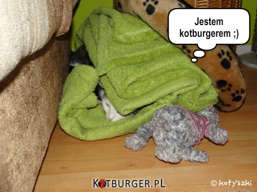 Kotburger z Gucia :-) –  