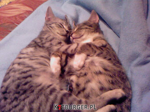 AAA spały sobie kotki dwa:) –  