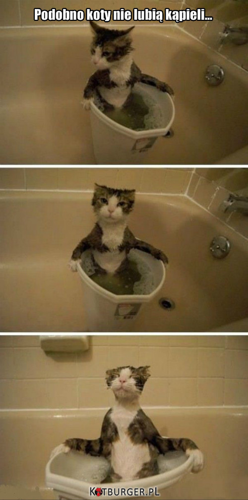 Podobno koty nie lubia kąpieli –  