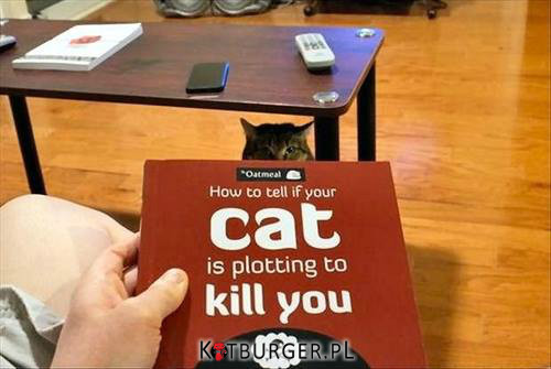 Jak sprawdzić czy twój kot planuje cię... –  