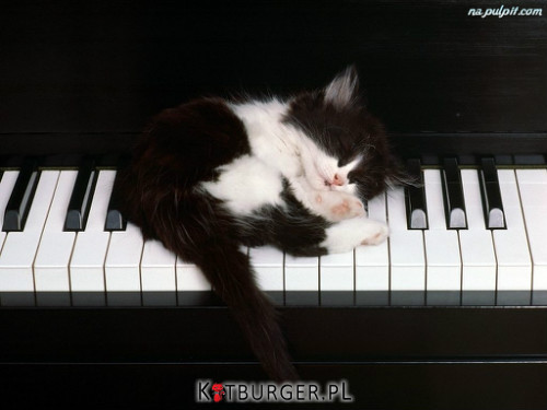 Kotek na fortepianie –  