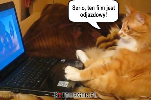 Kot ogląda film na laptopie –  